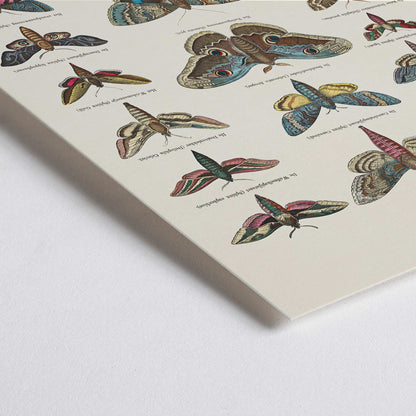 Closeup detail of Colorful vintage illustration and detailed poster of night butterfly species by Ernst Frohlich