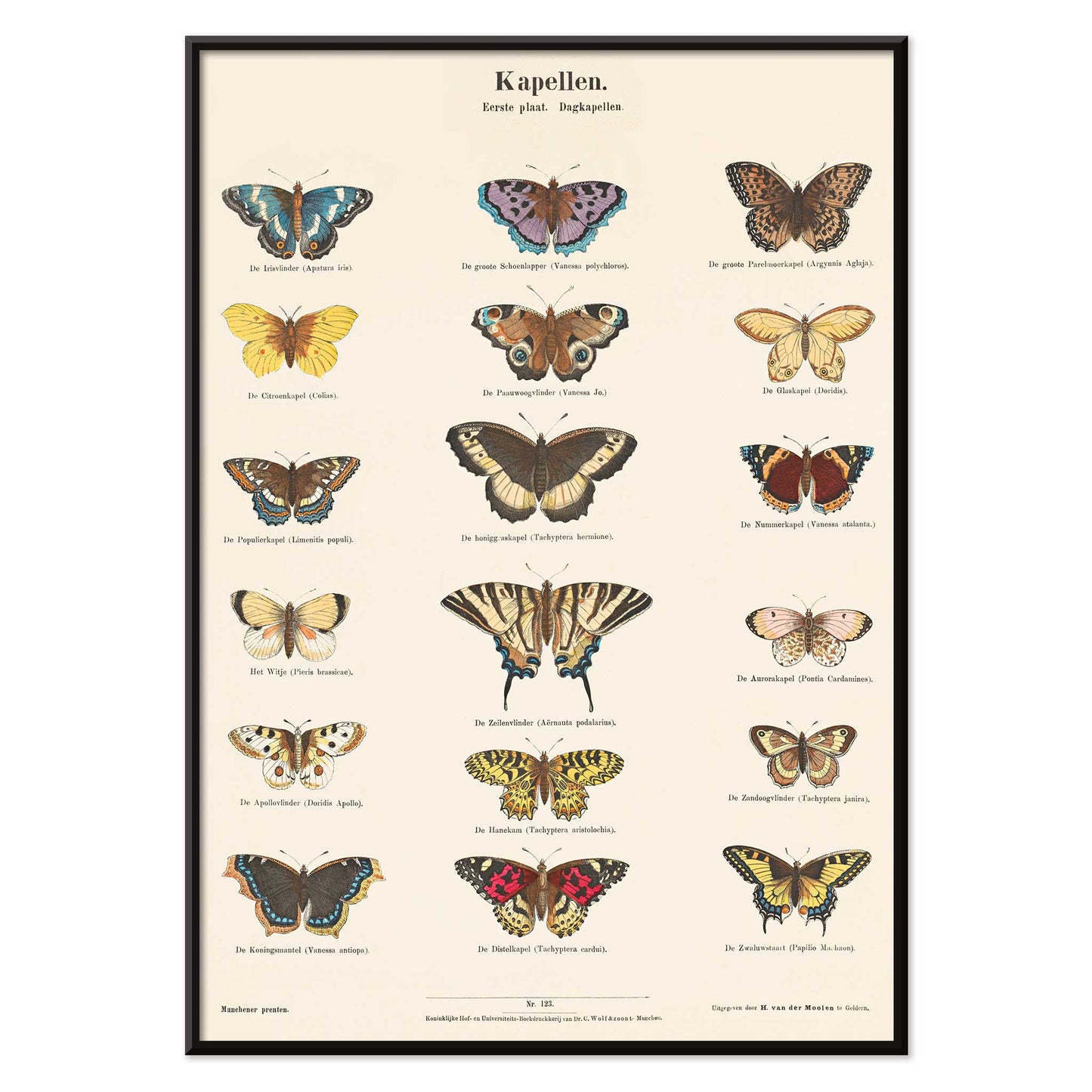 Vintage butterfly illustration and poster showing various butterfly species from Collection of Butterflies by Ernst Frohlich detailed artwork, with black aluminium frame on white background