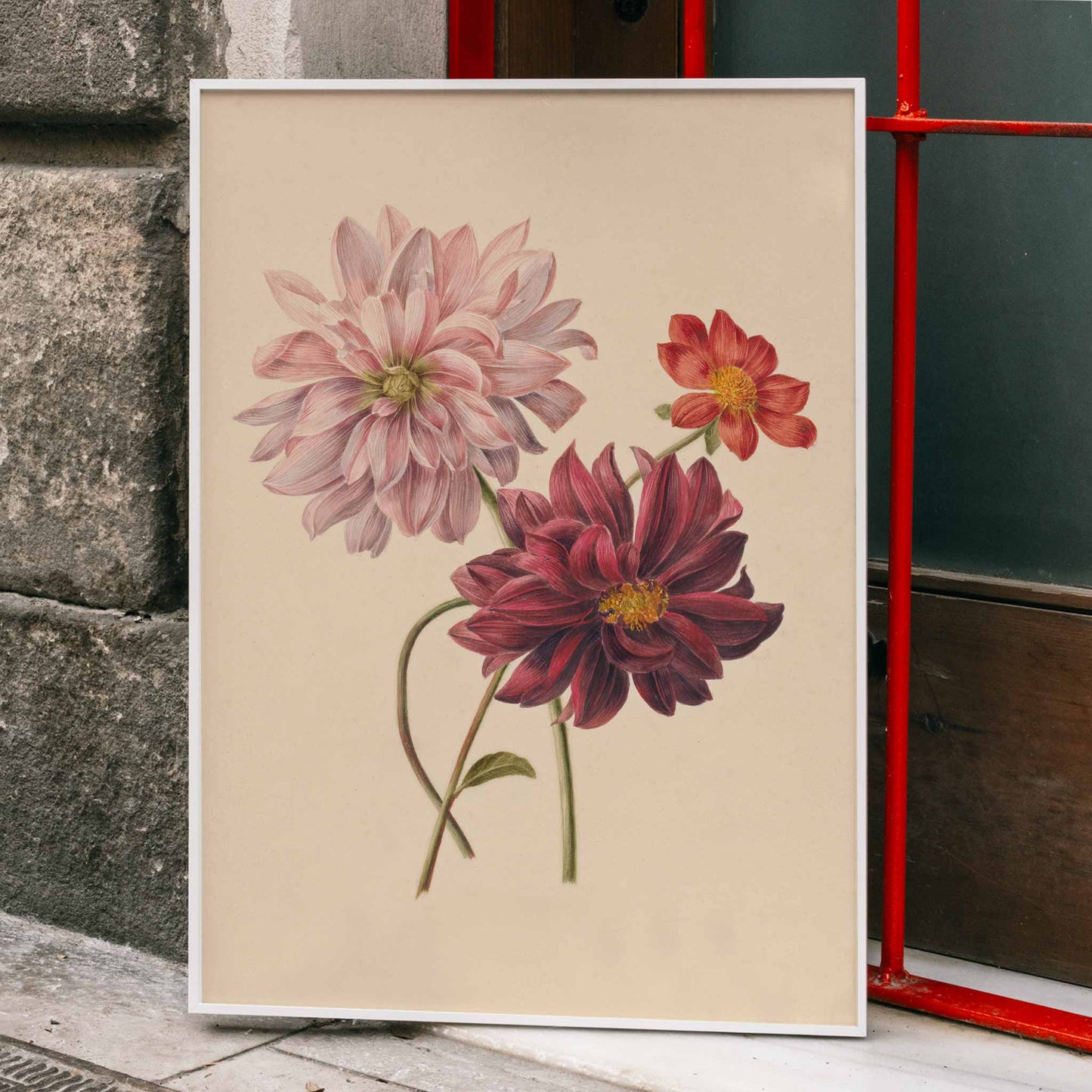 Botanical illustration poster of colorful dahlias in soft pink red and burgundy by Willem Hekking, framed and displayed in home decor
