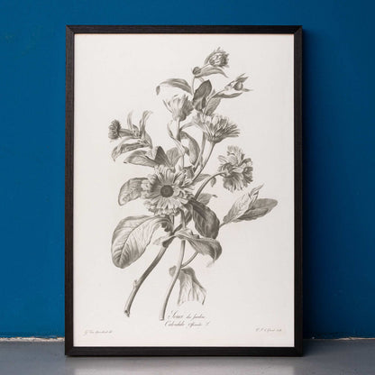 Black and white botanical illustration of marigold flowers by Pierre Francois Legrand titled Black and White Marigold poster, framed and displayed in home decor