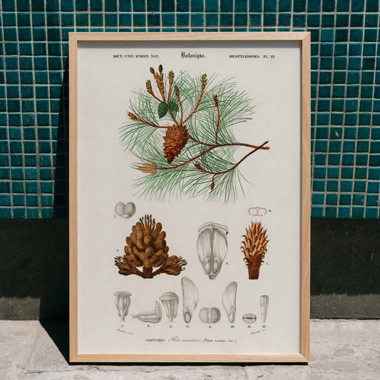 Maritime pine Pinus maritima botanical illustration by Charles Dessalines D Orbigny with detailed pine cones needles and plant parts poster artwork, framed and displayed in home decor