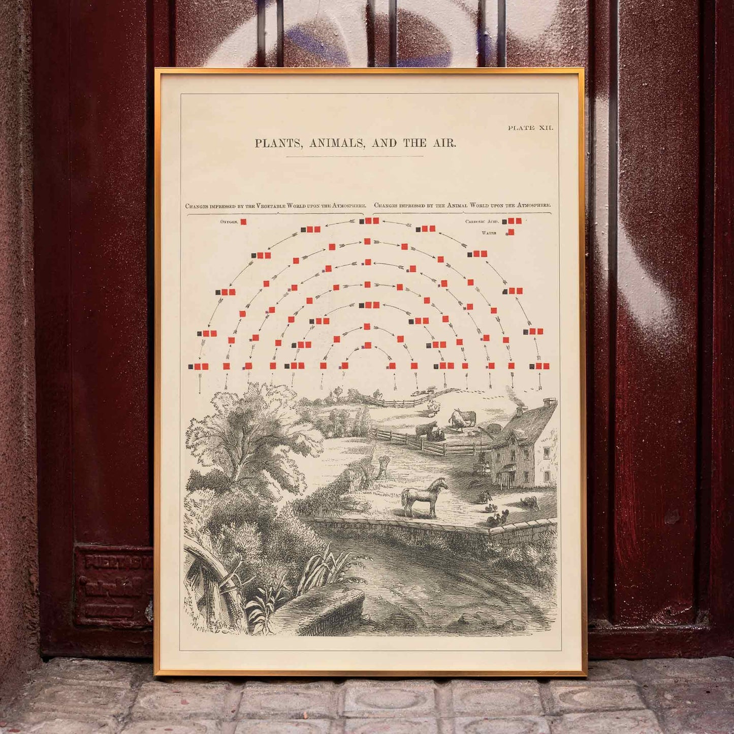 Vintage poster of ecosystem interactions by Edward Livingston Youmans Plate XII showing plants animals and air, framed and displayed in home decor