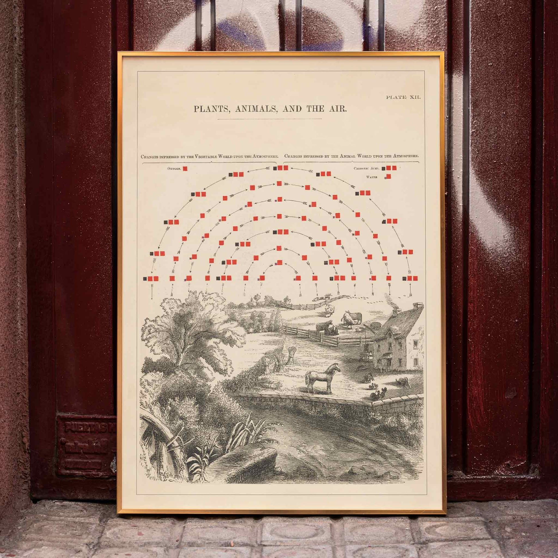 Vintage poster of ecosystem interactions by Edward Livingston Youmans Plate XII showing plants animals and air, framed and displayed in home decor