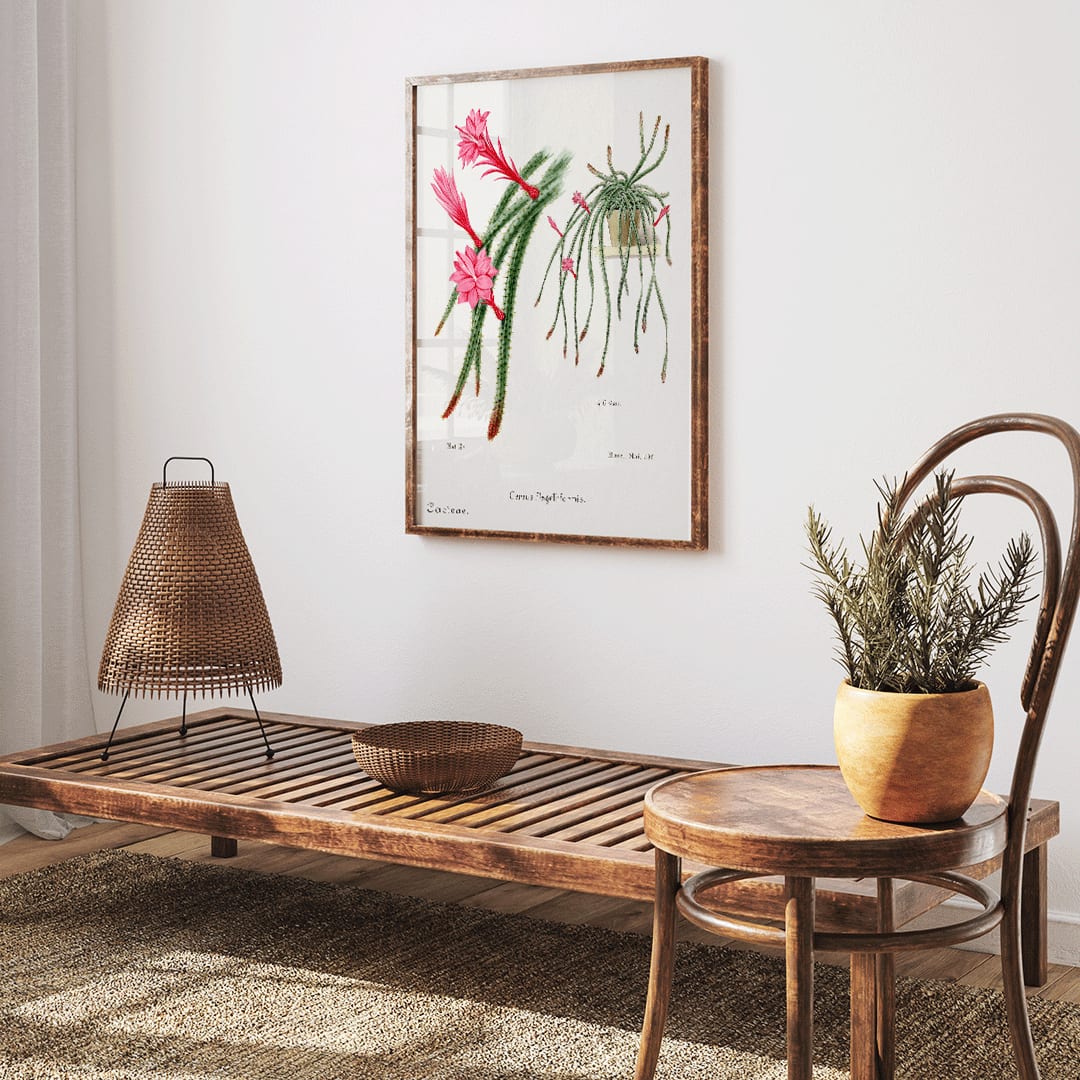 Rattail Cactus artwork and poster by Famille Der Cacteen featuring detailed illustrations of blooming red and pink flowers on cactus stems in a pot, framed and displayed in home decor