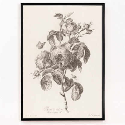 Closeup detail of Botanical illustration of a blooming hundred petaled rose with insects by Pierre Francois Legrand poster