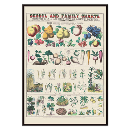 Botanical chart by Marcius Willson showing the economical use of plants with illustrations of fruits vegetables and plants poster, with black aluminium frame on white background