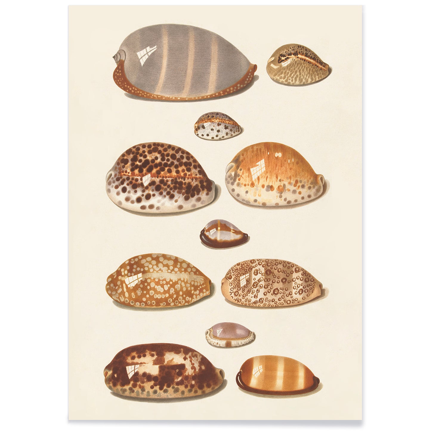 Illustration and poster of eleven detailed tropical shells artwork by Johann Gustav Hoch, with black aluminium frame on white background