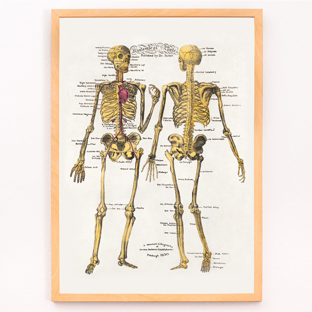 Closeup detail of Human skeleton diagram and poster with labeled bones and organs by Dr Parker Anatomical plates wall art decor
