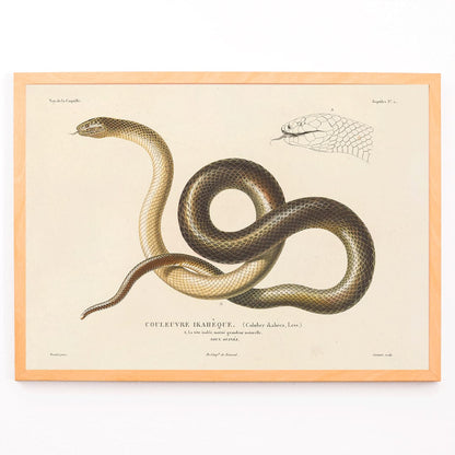 Detailed illustration of a snake by Louis-Isidore Duperrey from Voyage autour du monde Pl.005 poster, framed and displayed in modern living room decor