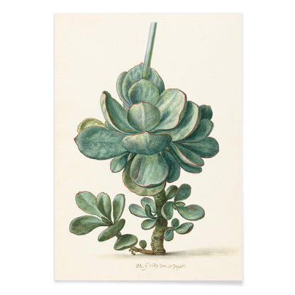 Botanical illustration poster of succulent plant Cotyledon orbiculata by Herman Saftleven, with black aluminium frame on white background