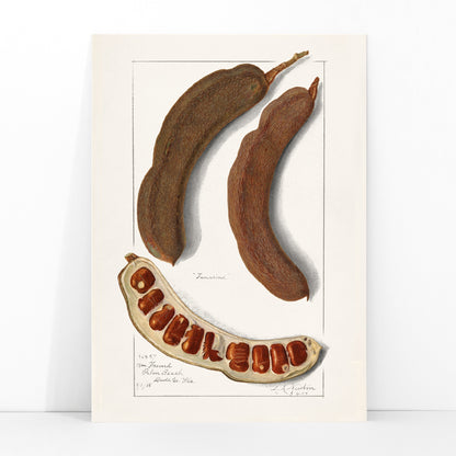 Botanical illustration and poster of Indian Tamarind Tamarindus Indica by Amanda Almira Newton featuring pods seeds and botanical artwork, framed and displayed in modern living room decor