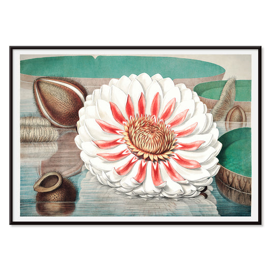 The Victoria Regia or the Great Water Lily of America by William Sharp vibrant painting and poster with large detailed flower on water, with black aluminium frame on white background