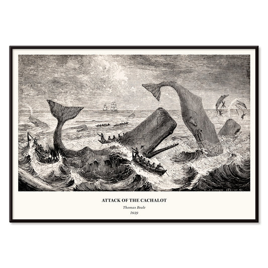 Sperm whale and cachalot attacking fishing boats illustration from The Natural History of the Sperm Whale by Thomas Beale, with black aluminium frame on white background