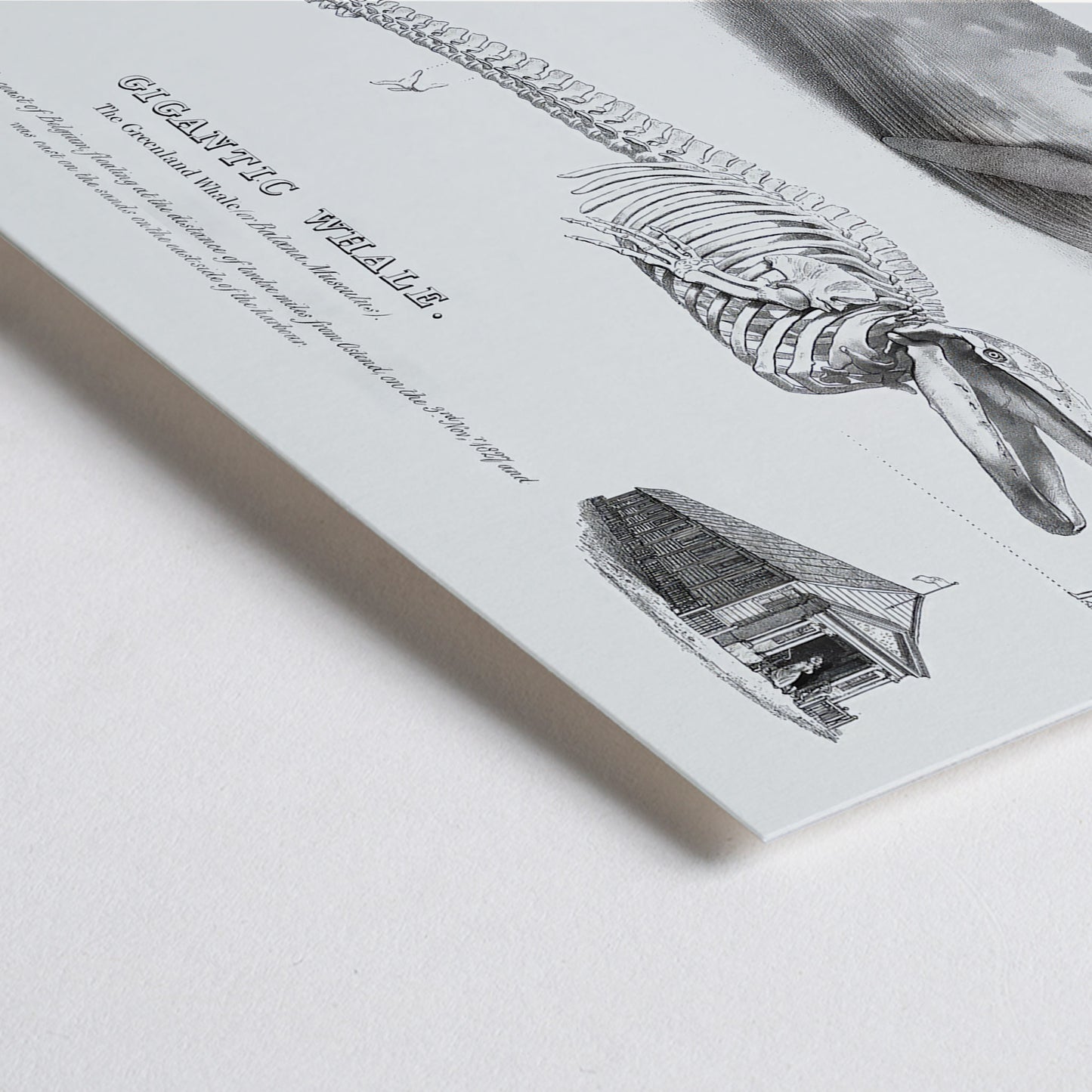 Closeup detail of Blue whale and skeleton illustration from Gigantic Whale by George Johann Scharf poster wall decor