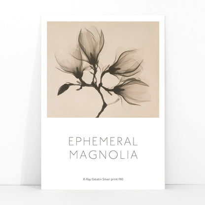 Magnolia branch with four delicate flowers x-ray style fine art print poster illustration, framed and displayed in modern living room decor