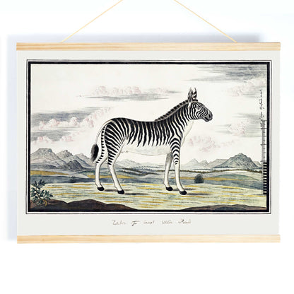 Mountain zebra in a scenic landscape artwork titled Equus zebra Mountain Zebra by Robert Jacob Gordon poster, with wooden magnetic frame on white background